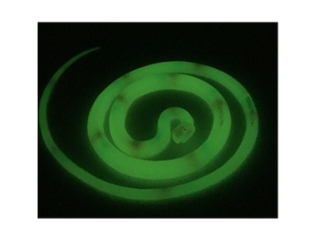 UV Glow In Dark Snake