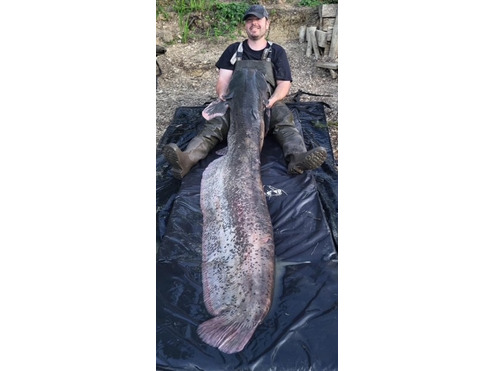 Boilie Pellets 22mm Halibut 1kg