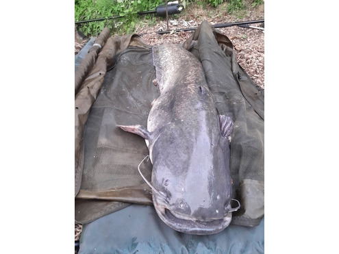 Boilie Pellets 22mm Halibut 1kg Glugged
