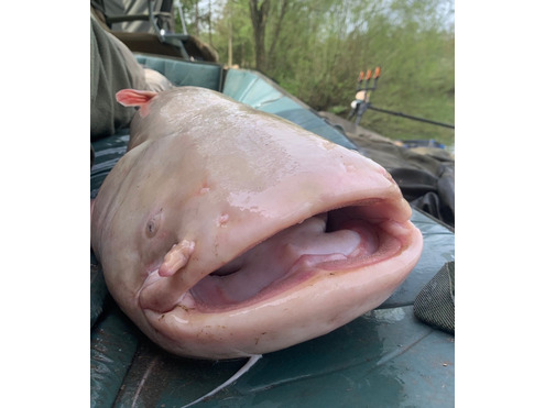 22mm matching Halibut Wafter