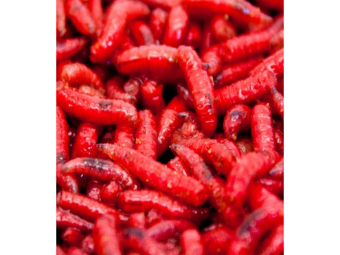 Maggots Red 1 Pint