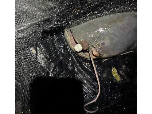 Boilie Pellets 20mm Halibut 1kg