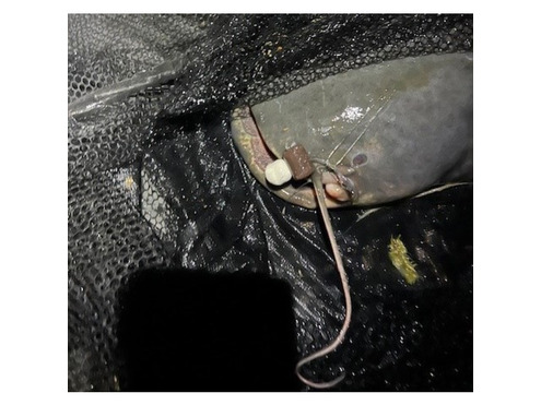 Boilie Pellets 20mm Halibut 1kg