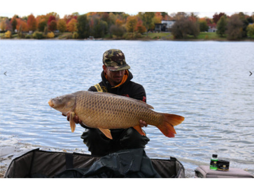 Wafters Cold Water Green Beast