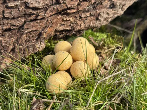 COLD WATER GREEN BEAST Hook Baits (Hard) 