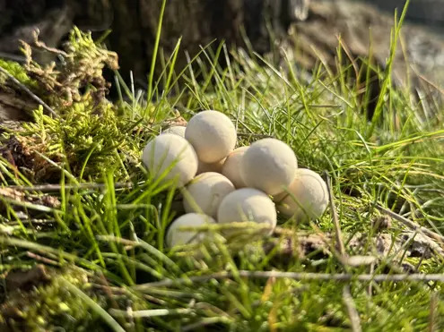 COLD WATER GREEN BEAST Matching Wafters 15mm