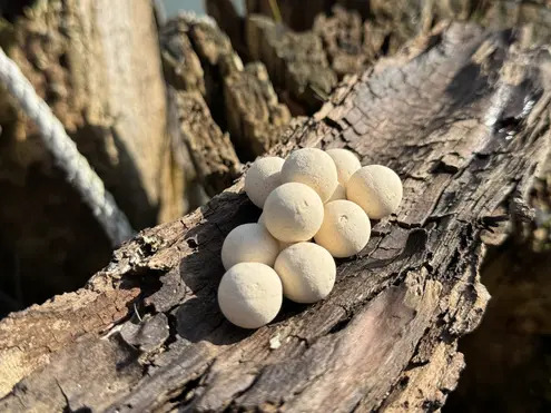 COLD WATER GREEN BEAST Matching Wafters 15mm