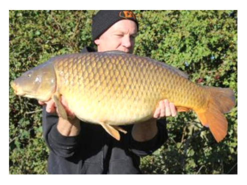 Critical Balanced Hook Baits N Blend & Chocolate