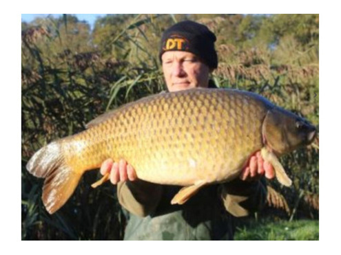Critical Balanced Hook Baits N Blend & Chocolate